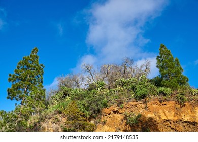 Copy space with scenic landscape of a mountain on the island of La Palma, Canary islands, Spain against a cloudy blue sky background. Wild plants growing on a rocky hill and cliff in nature outdoors