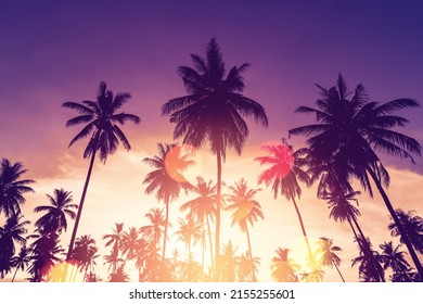 Copy space of silhouette tropical palm tree on sunset sky with bokeh light leak abstract background. Summer vacation and nature travel adventure concept. Pastel tone filter effect color style.