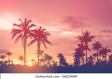 Copy space of silhouette tropical palm tree with sun light on sunset sky and cloud abstract background. Summer vacation and nature travel adventure concept. Vintage tone filter effect color style.   