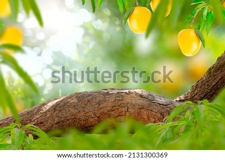 Copy space of wood branch with green leaves and Mango fruit tree, Empty table, Podium and product stand for Mango tropical fruit product and Juice concept.