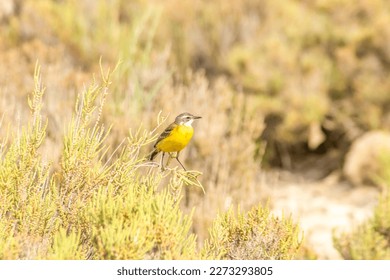 Copy Spring Wagtail Perched on a Branch Amidst the Trees - Shutterstock ID 2273293805