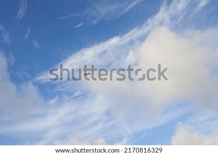 Copyspace of a bird flying in the sky with white clouds from below. Scenic panoramic view of blue skyscape and fluffy cloudscape background. Climate for cool and fresh weather in natural environment