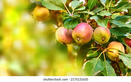 Copyspace With Fresh Red Apples Growing On Trees For Harvest In A Sustainable Orchard Outdoors On Sunny Day. Juicy Nutritious And Ripe Produce Growing Seasonally And Organically On A Fruit Farm