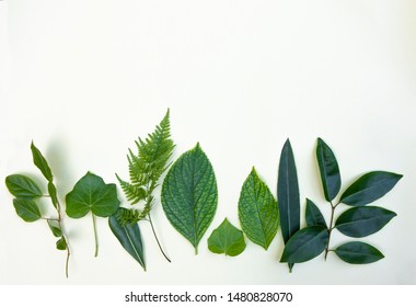 copyspace with leaves and branches