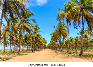 Coqueiros Em Porto De Galinhas