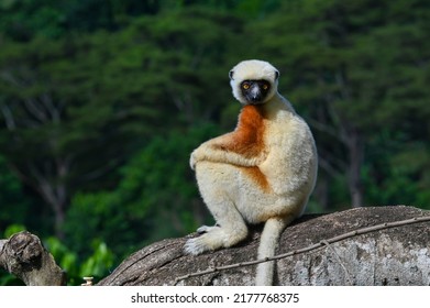 Coquerel sifaka lemur (Propithecus coquereli) – portrait, Madagascar nature