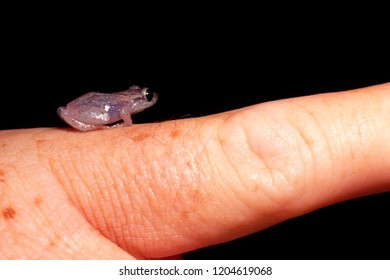 Coqui [Eleutherodactylus] on finger, Puerto Rico’s national symbol, tiny tree frog, Puerto Rico