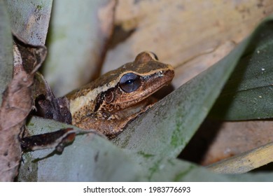 Coqui frog in the bromeliad. Tiny frog with purple eyes  