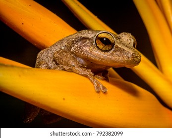 A coqui frog on a yellow flower at my backyard. 