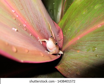 coqui frog perched at the base of ti leaves