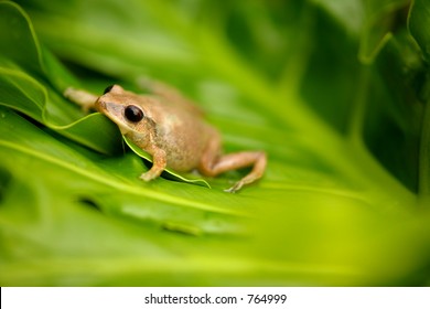 Coqui Native frogg from Puerto Rico 03