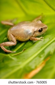 Coqui Native frogg from Puerto Rico 05