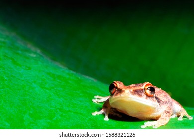 The Coqui, a tiny tree frog, on banana leaf, Puerto Rico