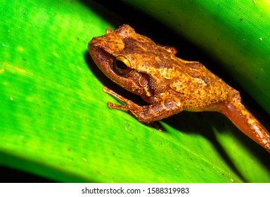 The Coqui, a tiny tree frog and Puerto Rico’s national symbol, hides in a bromeliad