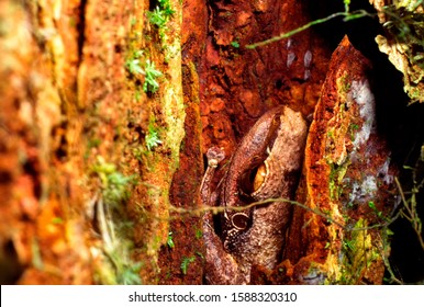 Coqui tree frog in tree bark, El Yunque National Forest, Puerto Rico
