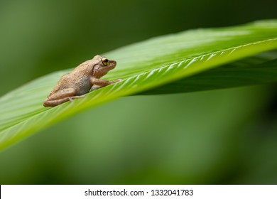 Coqui Tree Frog Puerto Rico