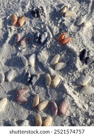 Coquina shells on the sandy beach 