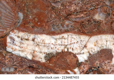 Coquina From Tarragona  (L’Arrabassada Outcrop, Miocene). Detail Of A Clypeaster Fragment (cake Urchin Or Sea Biscuit) .