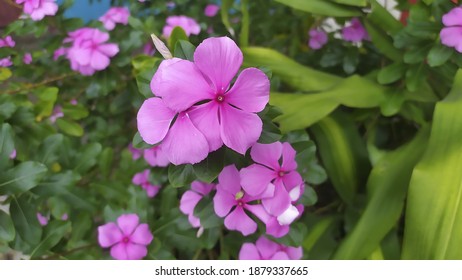 Cora Strawberry Vincas Beautiful Purple Flowers