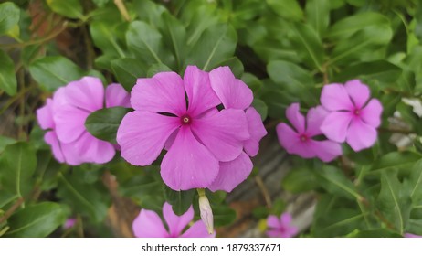 Cora Strawberry Vincas Beautiful Purple Flowers