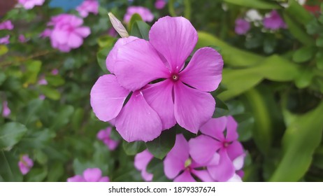 Cora Strawberry Vincas Beautiful Purple Flowers