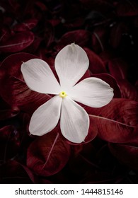 Cora White Vinca (Catharanthus). Indian Wild Flowers 