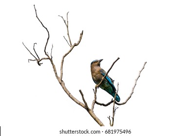 Coracias benghalensis, Indian roller or Blue jay bird perching on branch on white isolated background - Powered by Shutterstock