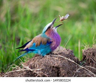 Coracias caudatus lilac-breasted roller bird Africa safari eating grasshopper