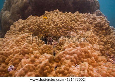coral
