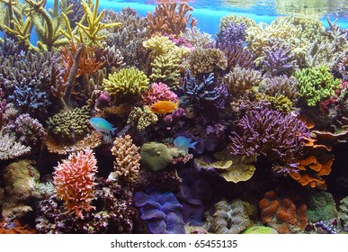 Coral Aquarium Fish Aquarium Corals Reef Stock Photo 65455135 ...