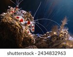 Coral Banded Shrimp (Stenopus hispidus)