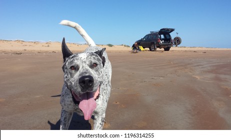 CORAL BAY, AUSTRALIA - AUG 22, 2015. Camping On The Beach While The Dog Is Having Fun In The Water And Running Around. Photo Taken On August 22, 2015.