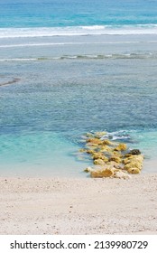 Coral Beaches Namely Marine Organisms That Stock Photo 2139980729