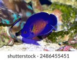 Coral Beauty Angelfish, Centropyge bispinosa, a dwarf or pygmy angelfish from the Indo Pacific