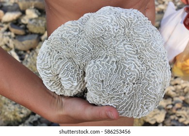 Coral big textured