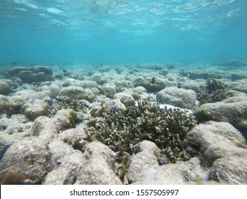 Coral Bleaching By Climate Change. Dead And Dying Coral Reef Due To Global Warming.