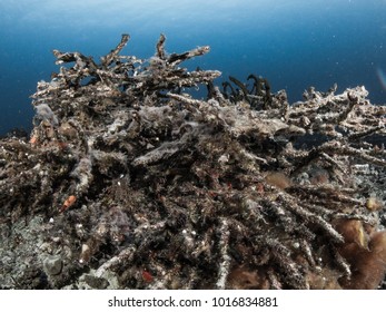 Coral Bleaching / Dying