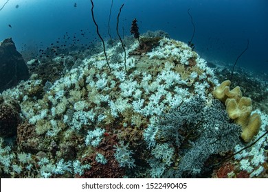 Coral Bleaching Occurs When Sea Surface Temperatures Rise.