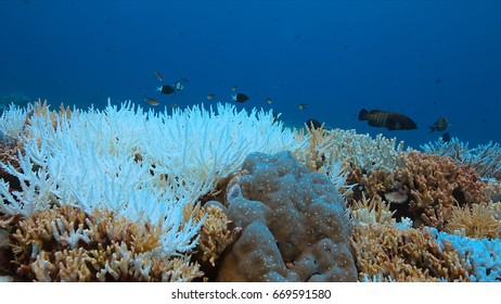 Coral Bleaching Occurs When Sea Surface Temperatures Rise.