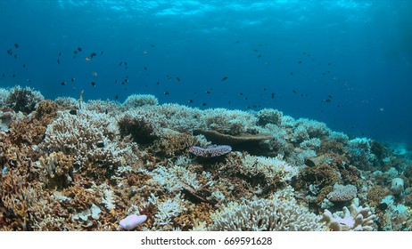 Coral Bleaching Occurs When Sea Surface Temperatures Rise.