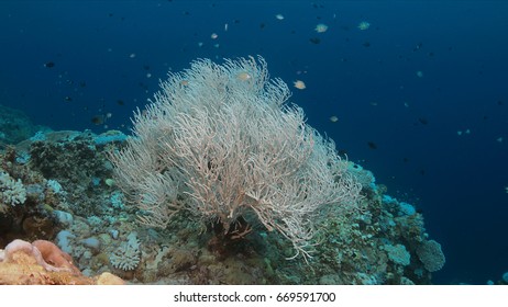 Coral Bleaching Occurs When Sea Surface Temperatures Rise.