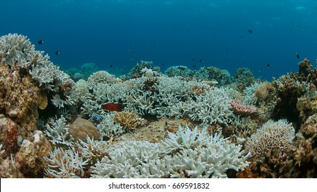 Coral bleaching occurs when sea surface temperatures rise. - Shutterstock ID 669591832
