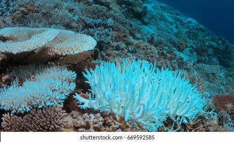 Coral Bleaching Occurs When Sea Surface Temperatures Rise.