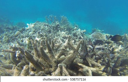 Coral Bleaching On The Great Barrier Reef, Port Douglas, Far North Queensland