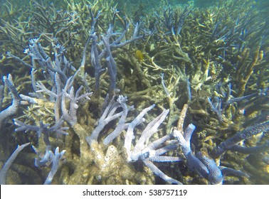 Coral Bleaching On The Great Barrier Reef, Port Douglas, Far North Queensland