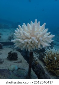 Coral bleaching is the process when corals become white due to loss of symbiotic algae and photosynthetic pigments. 