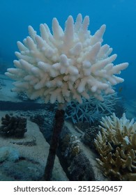 Coral bleaching is the process when corals become white due to loss of symbiotic algae and photosynthetic pigments. 