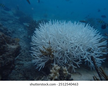 Coral bleaching is the process when corals become white due to loss of symbiotic algae and photosynthetic pigments. 
