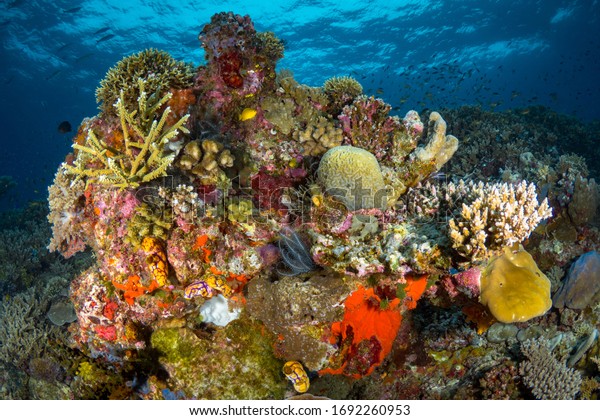 Coral Bommie Rich Variety Species Stock Photo 1692260953 | Shutterstock