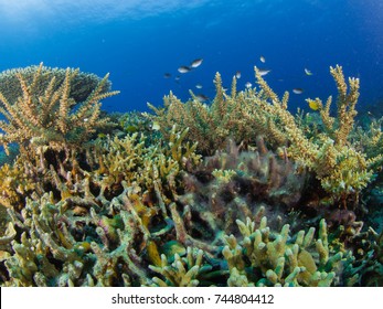 coral breeding - Shutterstock ID 744804412